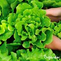 Groentezaden Pakket - 15 Essentiële Soorten - Moestuinzaden - Groentezaden - Spinazie Zaad - Tuinkerszaadjes - Sla Zaden - Groentezaden Moestuin - 80gr