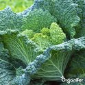 Groentezaden Pakket - 15 Essentiële Soorten - Moestuinzaden - Groentezaden - Spinazie Zaad - Tuinkerszaadjes - Sla Zaden - Groentezaden Moestuin - 80gr