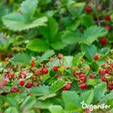 Groentezaden Pakket - 15 Essentiële Soorten - Moestuinzaden - Groentezaden - Spinazie Zaad - Tuinkerszaadjes - Sla Zaden - Groentezaden Moestuin - 80gr