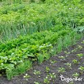 Groentezaden Pakket - 15 Essentiële Soorten - Moestuinzaden - Groentezaden - Spinazie Zaad - Tuinkerszaadjes - Sla Zaden - Groentezaden Moestuin - 80gr