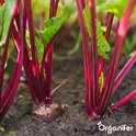 Groentezaden Pakket - 15 Essentiële Soorten - Moestuinzaden - Groentezaden - Spinazie Zaad - Tuinkerszaadjes - Sla Zaden - Groentezaden Moestuin - 80gr