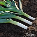 Groentezaden Pakket - 15 Essentiële Soorten - Moestuinzaden - Groentezaden - Spinazie Zaad - Tuinkerszaadjes - Sla Zaden - Groentezaden Moestuin - 80gr